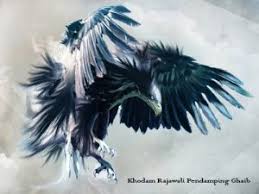 Check spelling or type a new query. 1040 Gambar Burung Elang Dan Harimau Terbaik Gambar Hewan