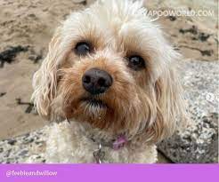 The cavapoo is recognized by the achc (american canine hybrid club). Cavapoo Puppies Ohio List Of Cavapoo Breeders In Ohio Cavapoo World