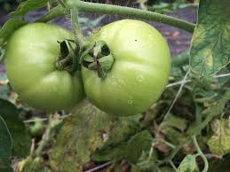 Image result for tomato seedling botrytis