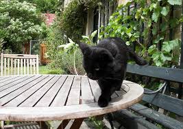 Aber auch trockene stellen rund um das haus, welche katzen gerne als toilette nutzen, können damit wirksam geschützt werden. Katzen Vertreiben Im Garten Mit Katzenschreck