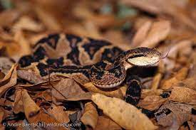 South American Bushmaster Lachesis Muta Muta Juvenile In Defensive Posture Lowland Tropical Rainforest Madidi Bushmaster Reptiles Reptiles And Amphibians