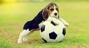 Pocket Beagle Dog Breed Information and Pictures