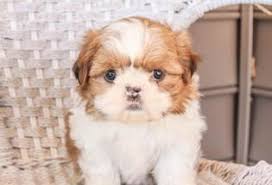 We love hearing about our past puppies and still keep in contact with many of the families with these precious puppies. Shih Tzu Puppies For Sale In Colorado With Price Animalssale Com