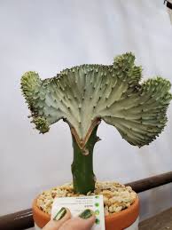 Cacti will rot if they have much amount of water. Why Do These Cacti Have To Be Grafted The Houseplant Guru