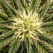 This website uses cookies.by navigating the website you agree with their use. Gmo X Animal Cookies Ripper Seeds Strain Info Growdiaries