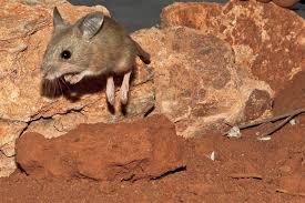 Mus is a genus of rodents that are usually referred to as mice. Top 10 Native Animals To Have As Pets In South Australia Good Living