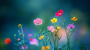 Image result for wallpaper