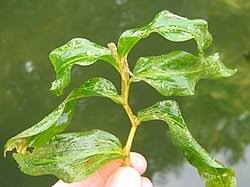 Image result for Potamogeton