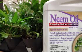 Neem oil has been used for many centuries across the indian subcontinent, for medicinal purposes as well as a natural you can either purchase a ready to spray neem oil mixture or a concentrated version, which should be diluted just before use. What Should Neem Be Used For On Plants Unh Extension