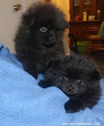 Последние твиты от want ad digest (@wantaddigest). Fluffy Black Girl Pomeranian Puppies 3700