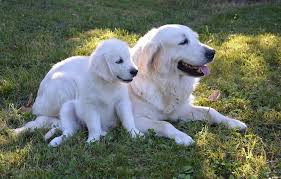 Choisir Un Nom De Chien En P Ou Q En 2019