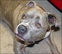 All you need is a blender, some muscle meat, some edible bone, some organ meat and about an hour. Raw Dog Food Diet Recipes Whole Dog Journal