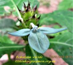 Image result for Ecbolium clarkei