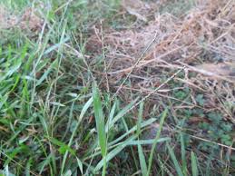 Image result for Axonopus flexuosus