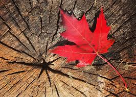4 Ways Canadian Thanksgiving Differs From American Thanksgiving The Old Farmer S Almanac