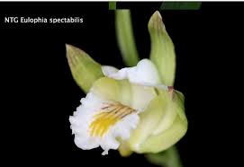 Image result for Eulophia tuberculata