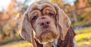 Maybe you would like to learn more about one of these? Old Dog Haven Rescues Senior Dogs Covers Vet Bills For Life