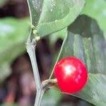 Image result for Olax gambecola