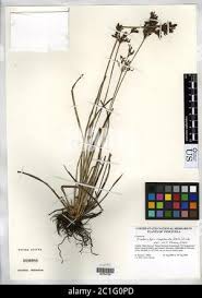 Image result for Fimbristylis complanata