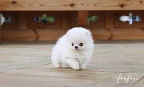 Keep pomeranian puppies in a warm room at 70 to 90 f for the first 20 days after. Teacup Pomeranian Puppies For Sale Micro Toy Pomsky Foufou Puppies