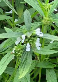 Image result for Leucas milanjiana