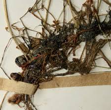 Image result for Marsilea nubica