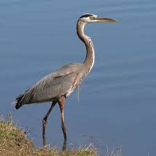 White Bird With Blue Feet Great Blue Heron Birdinginformation Com Blue Heron Heron Pet Birds