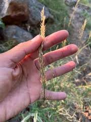 Image result for Danthoniopsis pruinosa