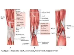 Muscles propel the knee joint back and forth. Anatomy Of The Knee Tendons Anatomy Drawing Diagram