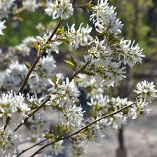 Image result for Amelanchier laevis