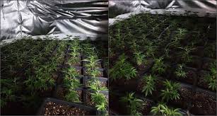 Approximately 1000 cannabis plants uncovered in a property in Bury town  centre | Greater Manchester Police