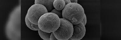 Oct 04, 2019 · however, they are also responsible for some diseases in plants and animals. The Search For The First Multicellular Lifeform