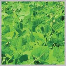 Image result for Lablab