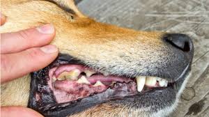 Can my dog eat cream of tartar? Cleaning Plaque Off Dog Teeth Cheap Buy Online