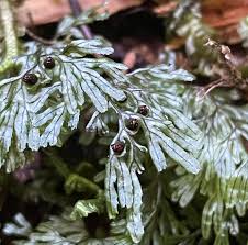 Image result for Hymenophyllum tunbridgense