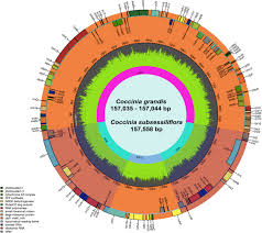 Image result for Coccinia subsessiliflora