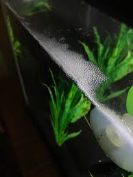 Why I Hate Water Change Days Bettafish