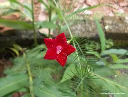 Star Glory Cypress Vine Flowers Botanical