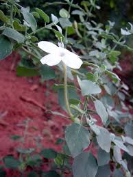 Image result for Barleria oxyphylla