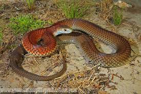 Photographs Australian Snakes Snake Reptiles Reptiles And Amphibians