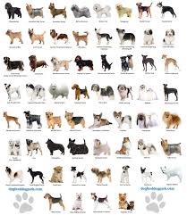 Small Dog Breeds Chart Jaddid Hd Wallpapers Backgrounds