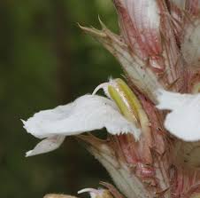 Image result for Acanthus montanus