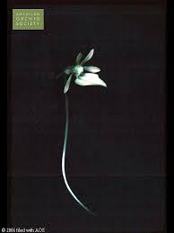 Image result for Neuradopsis