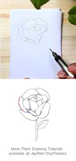 Then, draw 5 petals coming off the circle that are evenly spaced apart. How To Draw A Rose Step By Step For Beginners Jeyram Art