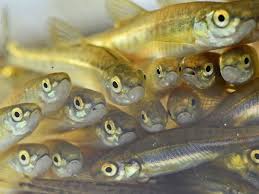 Von wann bis wann gilt welches sternzeichen? Bewerbungstipps Fur Sternzeichen Fische So Starten Sie Im Beruf Durch Karriere