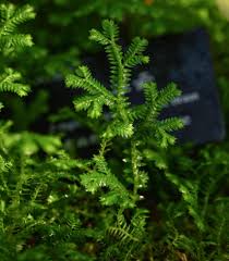 Image result for Selaginella kraussiana