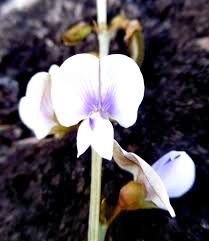 Image result for Tephrosia noctiflora