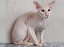 Celestial Blue Peterbald Cattery