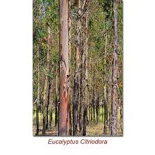 Image result for Eucalyptus citriodora
