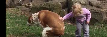 This Little Girl Gave Her Dog The Cutest Pep Talk Of All Time